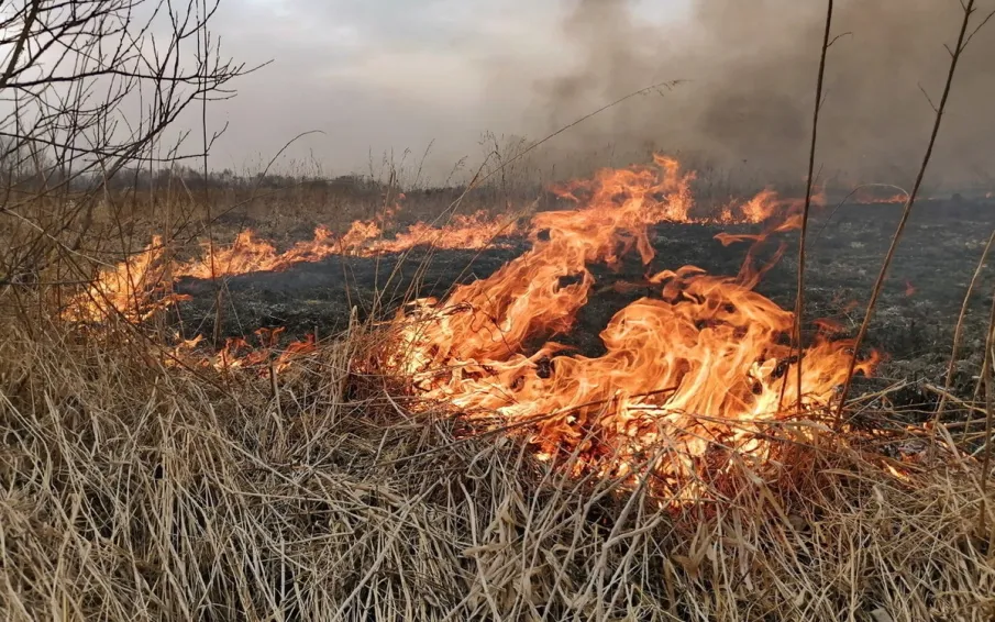 В апреле, после схода снега, начинается пал сухой травы